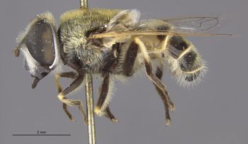 Media type: image;   Entomology 885 Aspect: habitus lateral view